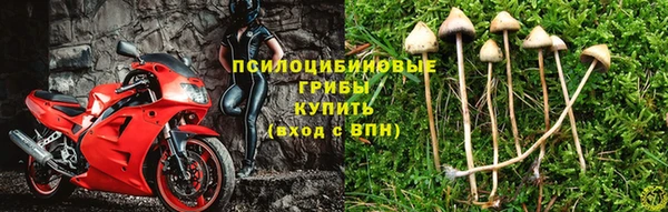 ГАЛЛЮЦИНОГЕННЫЕ ГРИБЫ Гусев